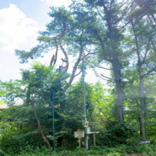 山梨県　山小屋の大きな松の木を登って切ってくれる方