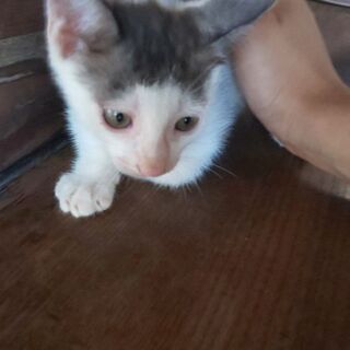 子猫の赤ちゃん３ヶ月