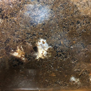 カブトムシの幼虫あげます。
