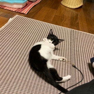 生後4ヶ月程の子猫2匹⑤9月2日更新 − 静岡県