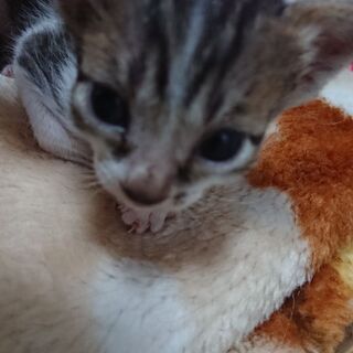 野良猫が産み捨てた子を保護
