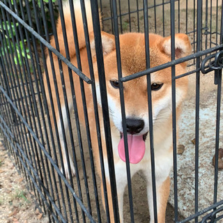柴犬