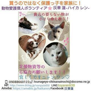 小さな命を繋げよう、予約でお見合い可