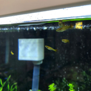 熱帯魚 ネオンテトラ  プラティ グッピー の画像