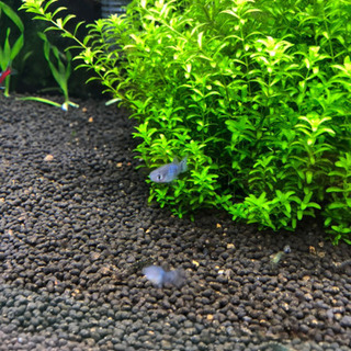 熱帯魚 ネオンテトラ  プラティ グッピー の画像