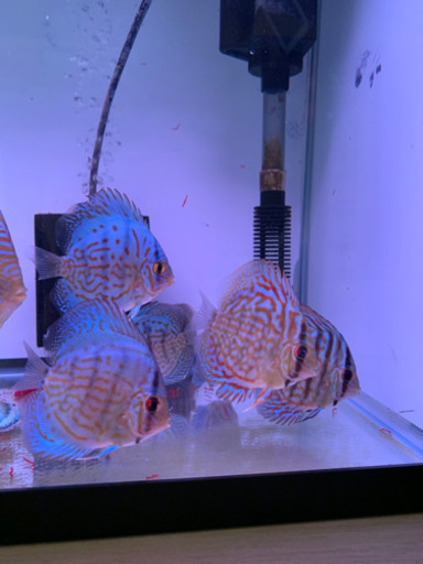 ドイツブリリアント　ディスカス6匹