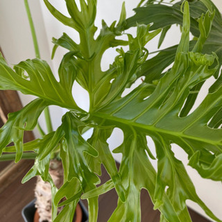 セローム※8/30値下げ※の画像