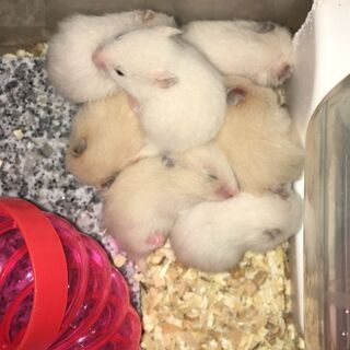 【募集停止】ゴールデンハムスター赤ちゃん