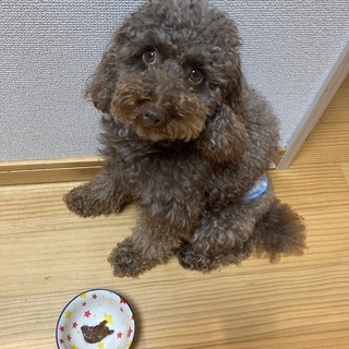 Amazon | ケータイわんこ トイプードル ブラウン | 電話・携帯