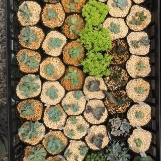多肉植物 エケベリア セダム等の画像