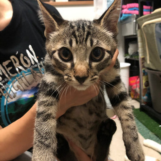 我が家で迎えました(オス)3ヶ月野良子猫レオン
