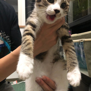 ご家族決定しました！(メス)3ヶ月野良子猫　メィ