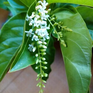 珍しい花木　スピノスム　ヴァイオリンの木