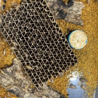 【お取引中】ヨーロッパイエコオロギ 生き餌【100匹前後】