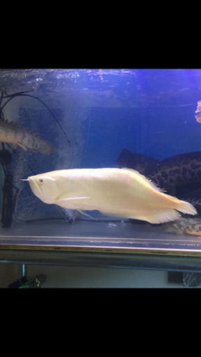 セミショートシルバーアロワナ