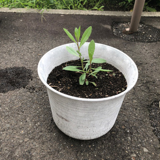 ガウラ★白★鉢植え
