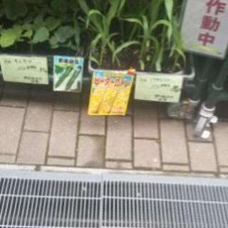 急募 野端農園のアルバイト募集です。の画像