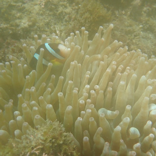 ダイビング仲間募集中🐠🐠🐠