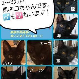 黒ネコちゃん里親募集