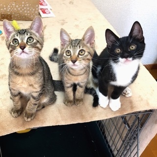 仲良し3兄妹