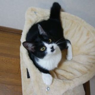 ★5ヶ月の子猫★