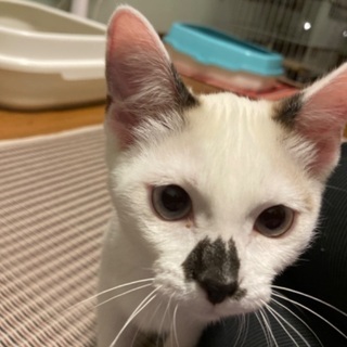 生後4ヶ月程の子猫2匹⑤9月2日更新 - 猫