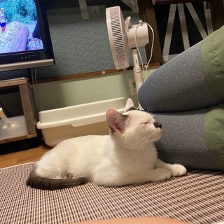 生後4ヶ月程の子猫2匹⑤9月2日更新 - 里親募集