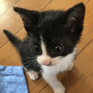 ご応募ありがとうございました。新しいご家族に巡り合えました！！
