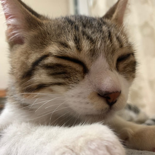 【8/31 写真更新】イケニャン気質な男の子猫^^*