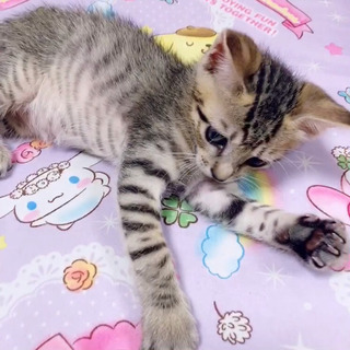 生後1ヶ月♡キジトラ♂ − 鳥取県
