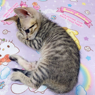 生後1ヶ月♡キジトラ♂ - 猫