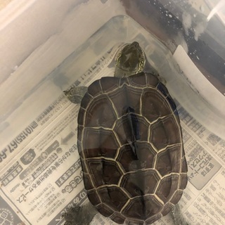カメが飼えなくなりました。