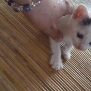 里親募集🐱仔猫
