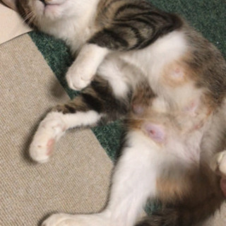 ご家族決定！(メス)1歳ココちゃん