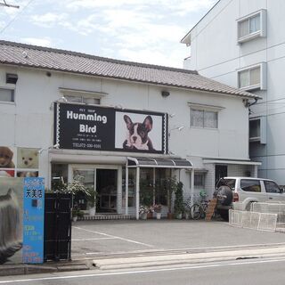 ペットショップの子犬やお母さん犬のお世話をして下さい　長期パート　アルバイト募集の画像
