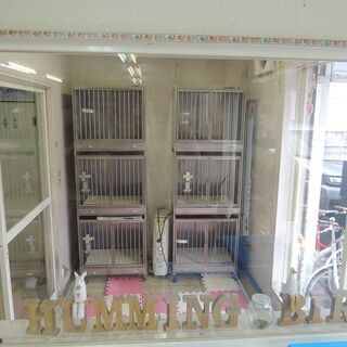 ペットショップの子犬やお母さん犬のお世話をして下さい　長期パート　アルバイト募集の画像