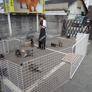 ペットショップの子犬やお母さん犬のお世話をして下さい　長期パート　アルバイト募集の画像