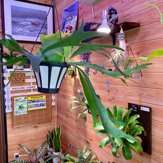 観葉植物‼️コウモリラン‼️ビカクシダ‼️ビフルカツム‼️吊りポット