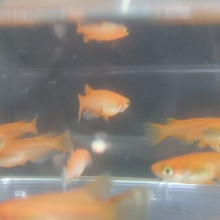 メダカ【楊貴妃】20匹セット　2020年の子の画像