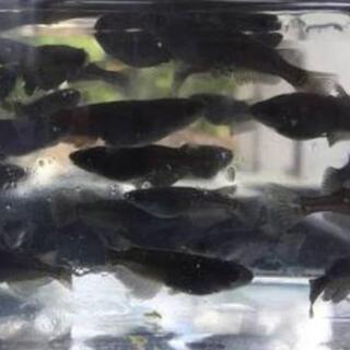 オロチメダカ🐟の画像