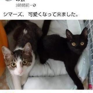 現在御話し中 キジ白と黒猫の兄弟です😊 (てんななのママ) 伏見