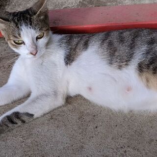 会社に居着いてる野良猫について