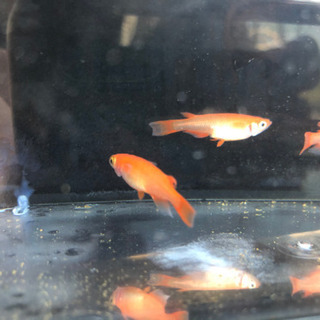 紅帝（小野系統）雄2 雌1      3匹 1,500円