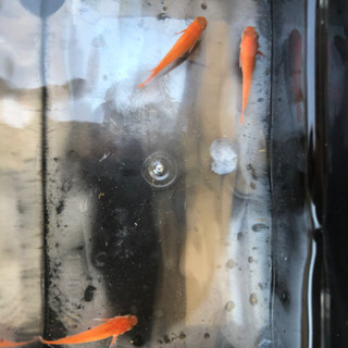 紅帝（小野系統）雄2 雌1      3匹 1,500円の画像