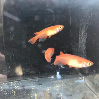 紅帝（小野系統）雄2 雌1      3匹 1,500円の画像