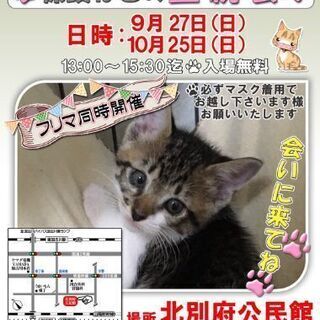 保護ねこの譲渡会in加古川