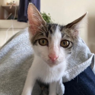 1ｶﾗ2ヶ月の子猫です　オス