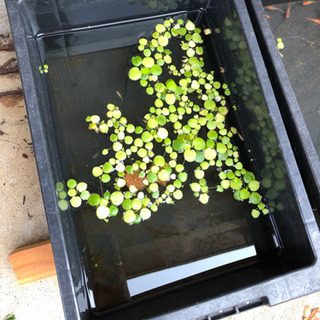 水草