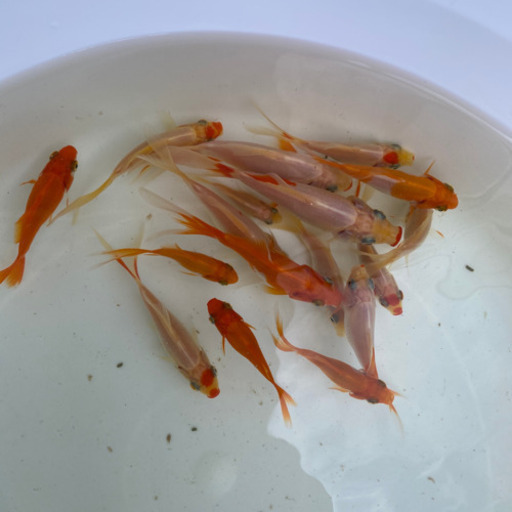 金魚 コメット 全部で