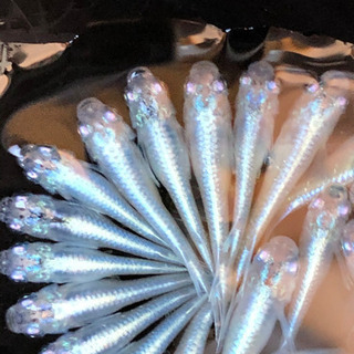 幹之（みゆき）メダカ　若魚　10匹　2,000円